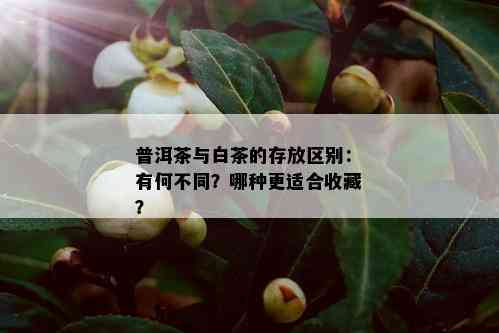 普洱茶与白茶的存放区别：有何不同？哪种更适合收藏？