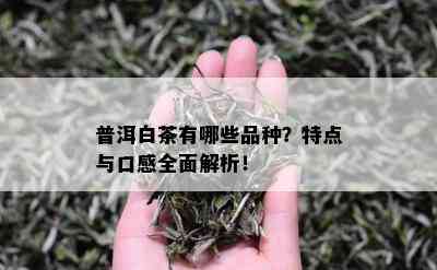 普洱白茶有哪些品种？特点与口感全面解析！