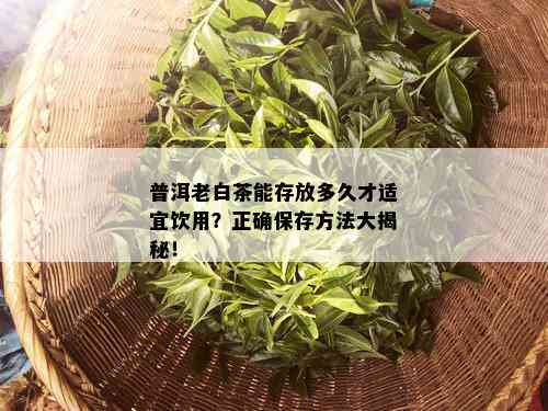 普洱老白茶能存放多久才适宜饮用？正确保存方法大揭秘！