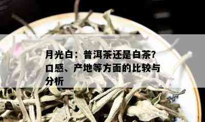 月光白：普洱茶还是白茶？口感、产地等方面的比较与分析