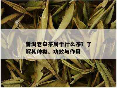 普洱老白茶属于什么茶？了解其种类、功效与作用