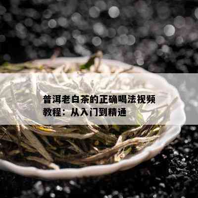 普洱老白茶的正确喝法视频教程：从入门到精通