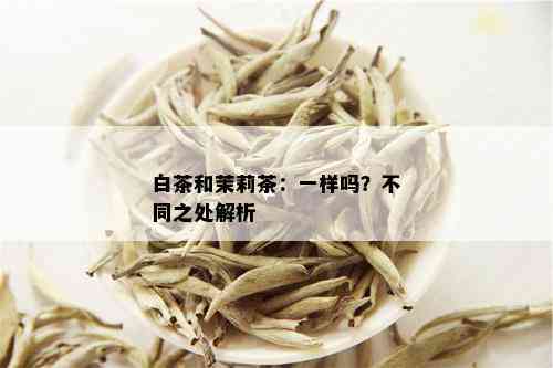 白茶和茉莉茶：一样吗？不同之处解析