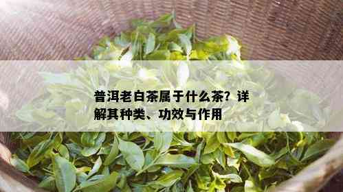 普洱老白茶属于什么茶？详解其种类、功效与作用