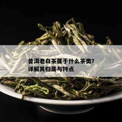 普洱老白茶属于什么茶类？详解其归属与特点