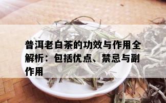 普洱老白茶的功效与作用全解析：包括优点、禁忌与副作用