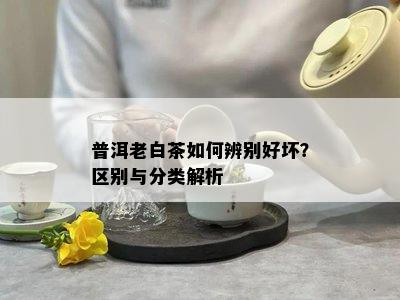 普洱老白茶如何辨别好坏？区别与分类解析