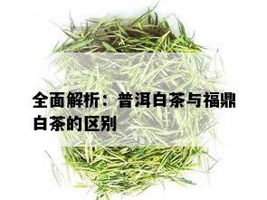 全面解析：普洱白茶与福鼎白茶的区别