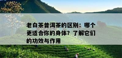 老白茶普洱茶的区别：哪个更适合你的身体？了解它们的功效与作用