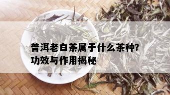 普洱老白茶属于什么茶种？功效与作用揭秘