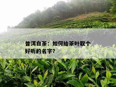 普洱白茶：如何给茶叶取个好听的名字？