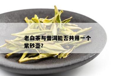 老白茶与普洱能否共用一个紫砂壶？