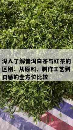 深入了解普洱白茶与红茶的区别：从原料、制作工艺到口感的全方位比较