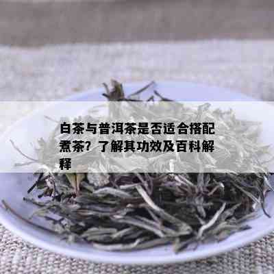 白茶与普洱茶是否适合搭配煮茶？了解其功效及百科解释