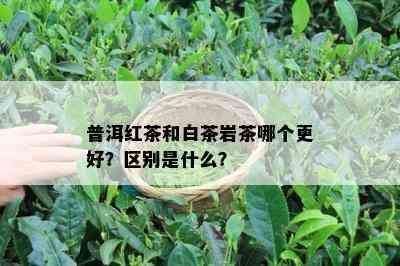 普洱红茶和白茶岩茶哪个更好？区别是什么？