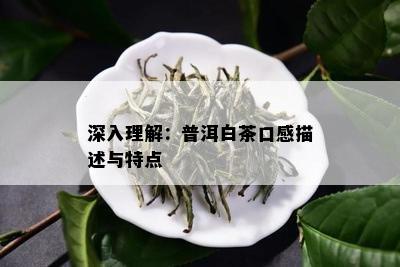 深入理解：普洱白茶口感描述与特点