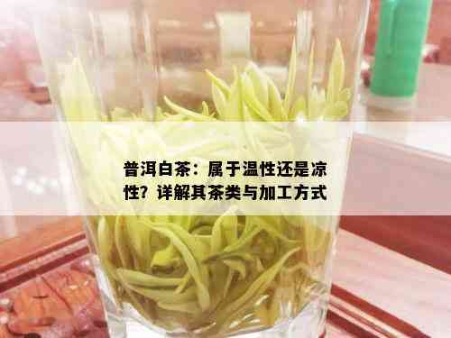 普洱白茶：属于温性还是凉性？详解其茶类与加工方式