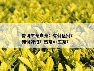 普洱生茶白茶：有何区别？如何冲泡？熟茶or生茶？