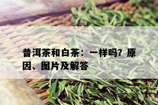 普洱茶和白茶：一样吗？原因、图片及解答