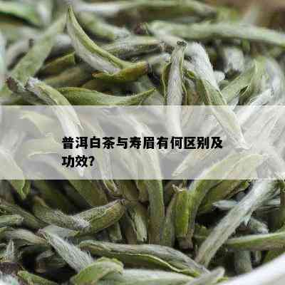 普洱白茶与寿眉有何区别及功效？