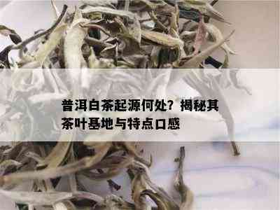 普洱白茶起源何处？揭秘其茶叶基地与特点口感