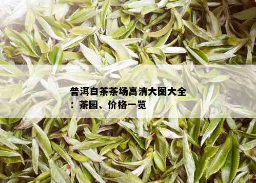 普洱白茶茶场高清大图大全：茶园、价格一览