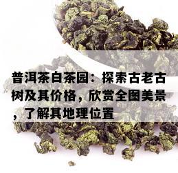 普洱茶白茶园：探索古老古树及其价格，欣赏全图美景，了解其地理位置