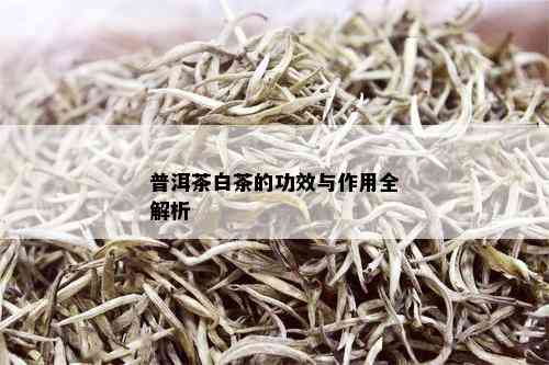 普洱茶白茶的功效与作用全解析