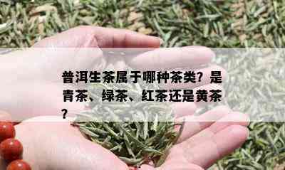 普洱生茶属于哪种茶类？是青茶、绿茶、红茶还是黄茶？