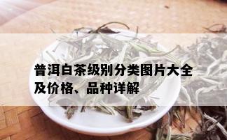 普洱白茶级别分类图片大全及价格、品种详解