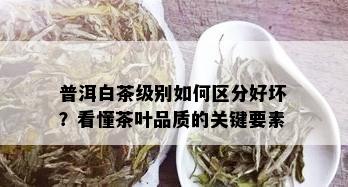 普洱白茶级别如何区分好坏？看懂茶叶品质的关键要素