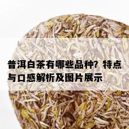 普洱白茶有哪些品种？特点与口感解析及图片展示