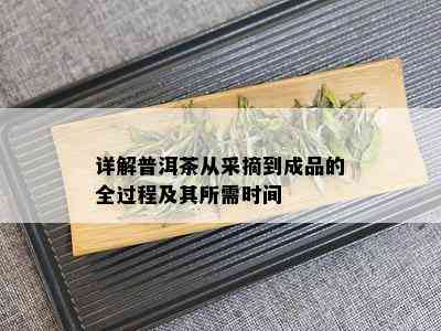 详解普洱茶从采摘到成品的全过程及其所需时间