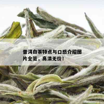 普洱白茶特点与口感介绍图片全览，高清无价！