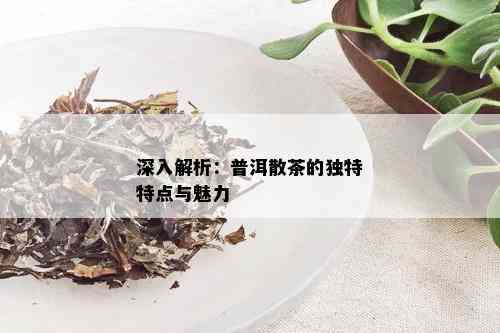 深入解析：普洱散茶的独特特点与魅力