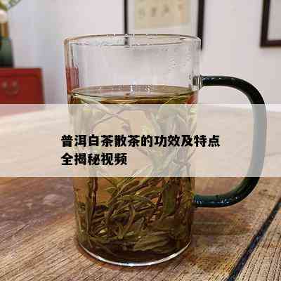 普洱白茶散茶的功效及特点全揭秘视频