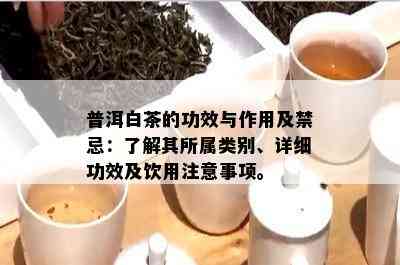 普洱白茶的功效与作用及禁忌：了解其所属类别、详细功效及饮用注意事项。