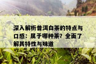 深入解析普洱白茶的特点与口感：属于哪种茶？全面了解其特性与味道