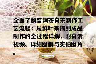 全面了解普洱茶白茶制作工艺流程：从鲜叶采摘到成品制作的全过程详解，附高清视频、详细图解与实拍图片。