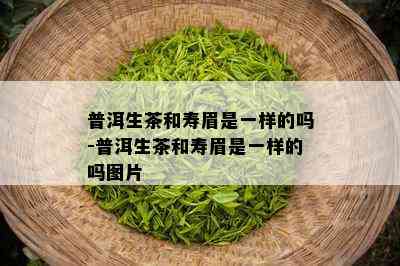 普洱生茶和寿眉是一样的吗-普洱生茶和寿眉是一样的吗图片