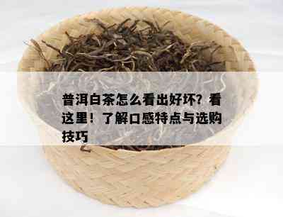 普洱白茶怎么看出好坏？看这里！了解口感特点与选购技巧