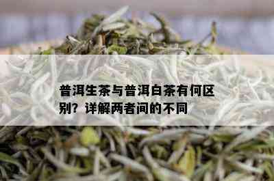 普洱生茶与普洱白茶有何区别？详解两者间的不同