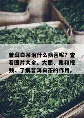 普洱白茶治什么病菌呢？查看图片大全、大图、集和视频，了解普洱白茶的作用。