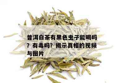 普洱白茶有黑色虫子能喝吗？有吗？揭示真相的视频与图片