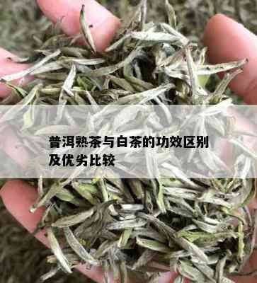 普洱熟茶与白茶的功效区别及优劣比较