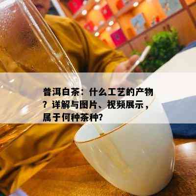 普洱白茶：什么工艺的产物？详解与图片、视频展示，属于何种茶种？