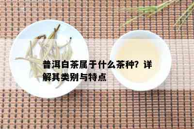 普洱白茶属于什么茶种？详解其类别与特点