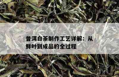 普洱白茶制作工艺详解：从鲜叶到成品的全过程