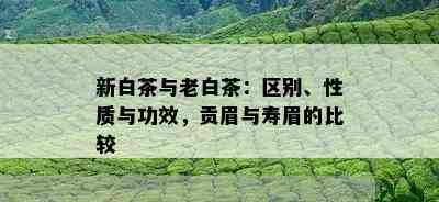 新白茶与老白茶：区别、性质与功效，贡眉与寿眉的比较