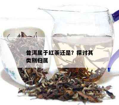 普洱属于红茶还是？探讨其类别归属